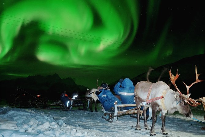 Reindeer Sledding and Feeding with Chance of Northern Lights Tromso - What this Tromso evening actually includes
