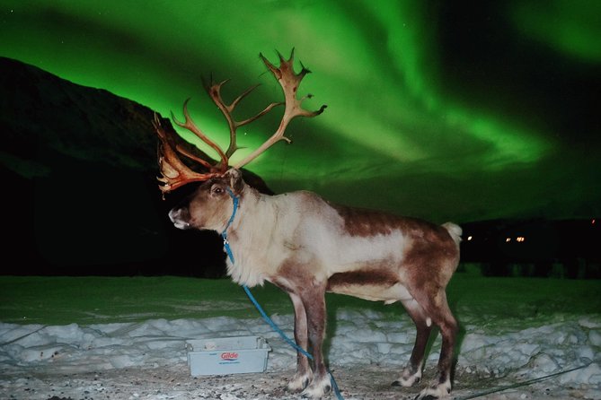 Reindeer Sledding and Feeding with Chance of Northern Lights Tromso - Inside the lavvu for stew and stories