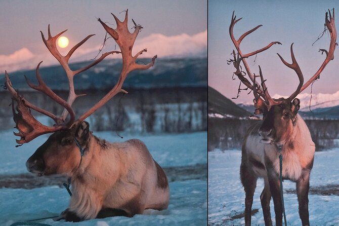Reindeer Sledding and Feeding with Chance of Northern Lights Tromso - Group size, facilities, and winter comfort
