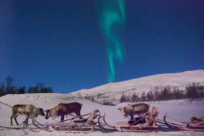 Reindeer Sledding and Feeding with Chance of Northern Lights Tromso - Who will enjoy this experience most?