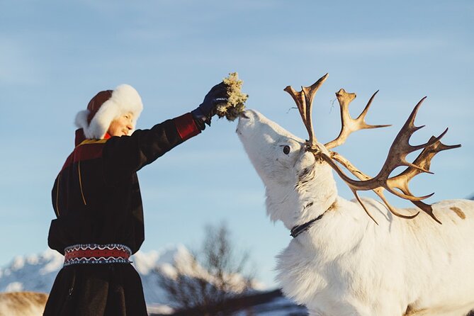 Reindeer Sledding and Feeding with Sami Culture in Tromso. - How authentic does the experience feel?