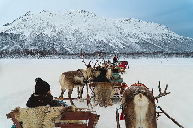 Reindeer Sledding and Feeding with Sami Culture in Tromso. - Clothing, timing, and practical comfort