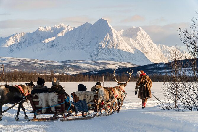 Reindeer Sledding and Feeding with Sami Culture in Tromso. - Meeting the herd and feeding the reindeer