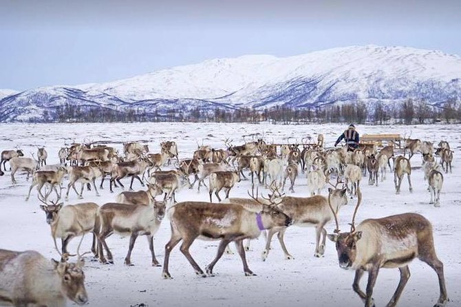 Reindeer Sledding Experience and Sami Culture Tour from Tromso - Warming up in the lavuu