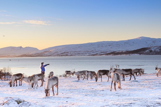 Reindeer Sledding Experience and Sami Culture Tour from Tromso - Reindeer stew and vegetarian lunch