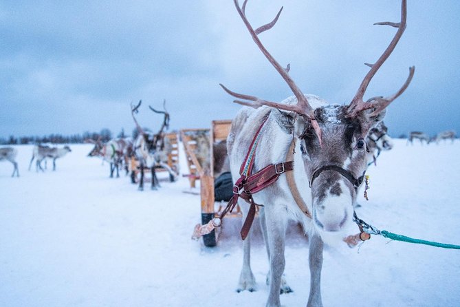 Reindeer Sledding Experience and Sami Culture Tour from Tromso - Sami stories, history, and joiking