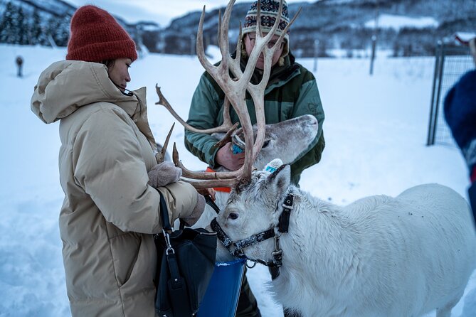 Reindeer Sledding, Feeding And Sami Culture At Reindeer Farm - The short sled ride needs clear expectations
