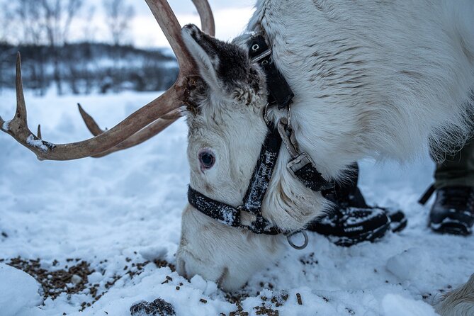 Reindeer Sledding, Feeding And Sami Culture At Reindeer Farm - Warm clothing and family considerations