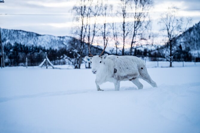 Reindeer Sledding, Feeding And Sami Culture At Reindeer Farm - Feeding reindeer in their own enclosure