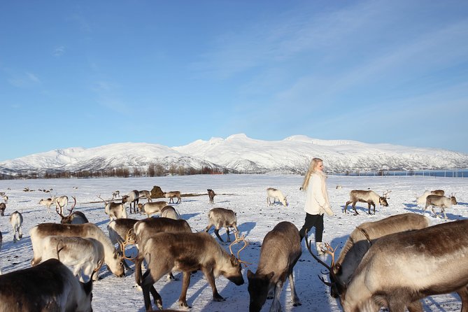 Sami Culture and Short Reindeer Sledding from Tromso - Inside the lavuu: bidos, coffee, and a warm fire