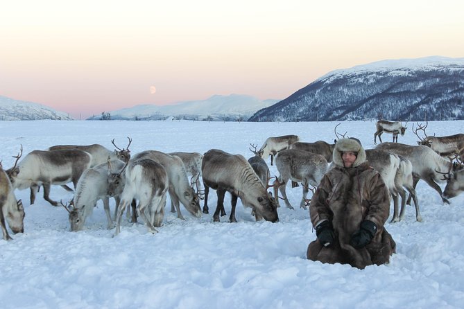 Sami Culture and Short Reindeer Sledding from Tromso - Sami stories and the sound of a joik