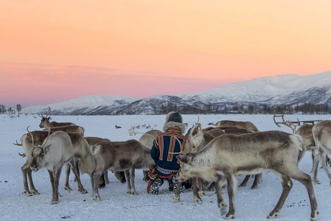 Sami Culture and Short Reindeer Sledding from Tromso - How much value does the $204.05 price offer?
