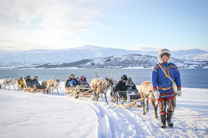 Sami Culture and Short Reindeer Sledding from Tromso - Feeding 300 reindeer in the valley