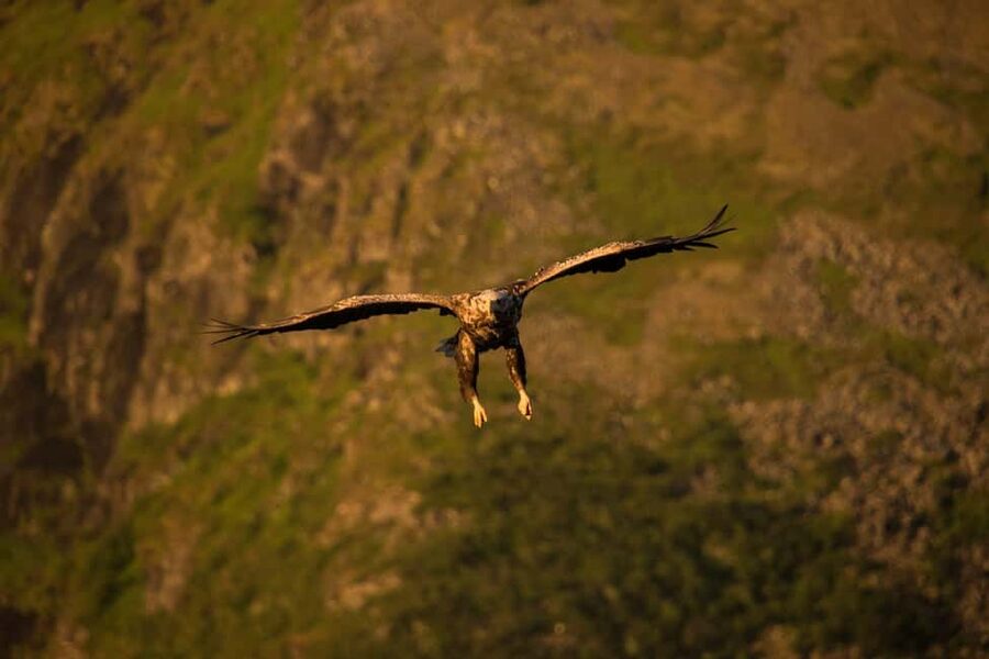 Sea Eagle/Nature Safari - What Makes This Henningsvær Safari Special