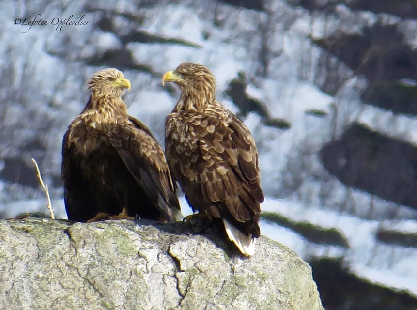 Sea Eagle/Nature Safari - Vågakallen and the Wild Coastal View