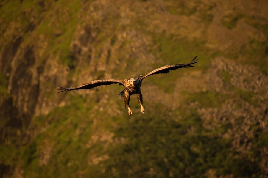 Sea Eagle/Nature Safari - Who Will Enjoy This Most?