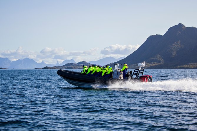 Sea Eagle Safari from Svolvær to Trollfjorden - Why the sea eagle sightings matter