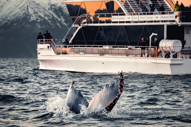 Silent Whale Watching by Hybrid-Electric Boat from Tromsø - Key points to know before you book