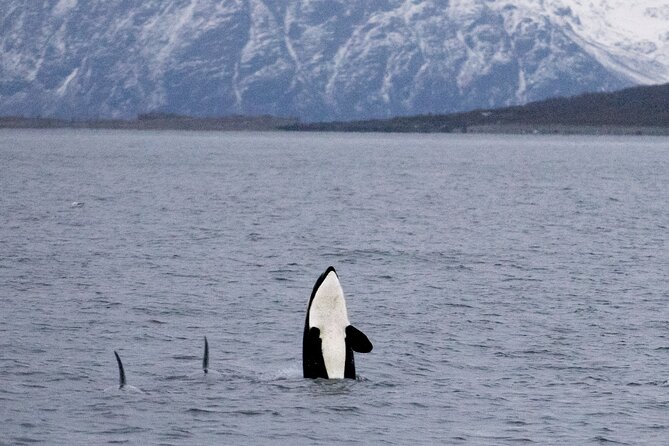 Silent Whale Watching by Hybrid-Electric Boat from Tromsø - Setting out from Tromsø toward Lyngstuva