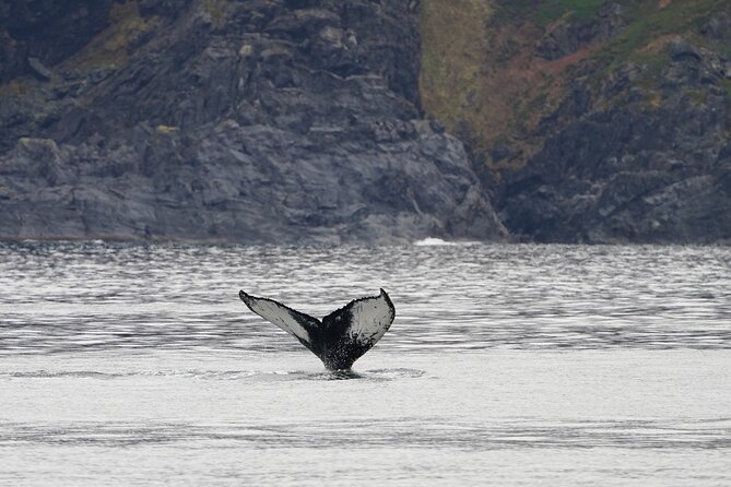 Silent Whale Watching by Hybrid-Electric Boat from Tromsø - Inside Brim Explorer