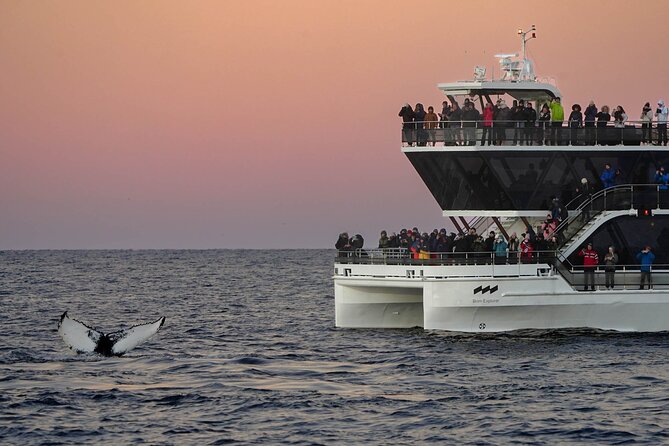 Silent Whale Watching by Hybrid-Electric Boat from Tromsø - The return past Tromsø’s Arctic Cathedral