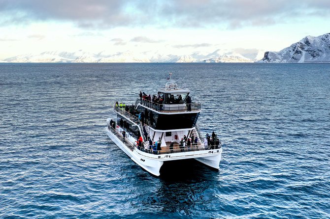 Silent Whale Watching by Hybrid-Electric Boat from Tromsø - Why Skjervøy is the target