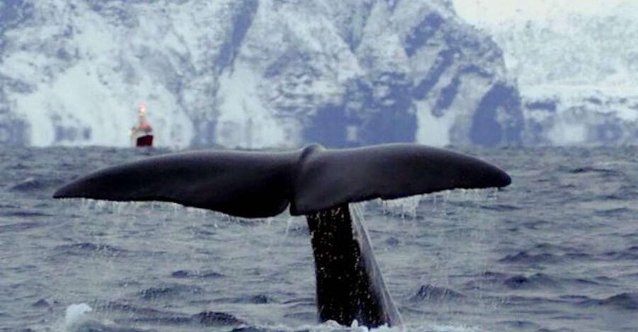 Skjervøy: Birds and Wildlife of Arctic Norway - The five things that shape this Arctic boat trip