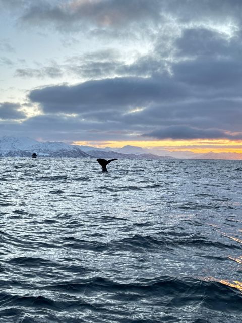 Skjervøy: Birds and Wildlife of Arctic Norway - My practical verdict for Skjervøy