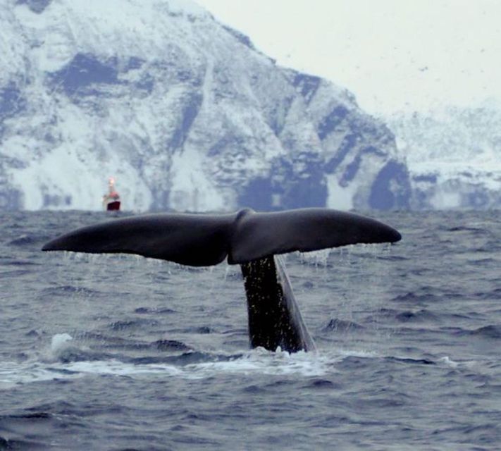 Skjervøy: Birds and Wildlife of Arctic Norway - A 09:30 start in Skjervøy