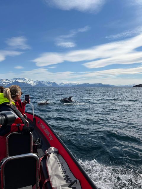 Skjervøy: Birds and Wildlife of Arctic Norway - Searching for dolphins and smaller marine life