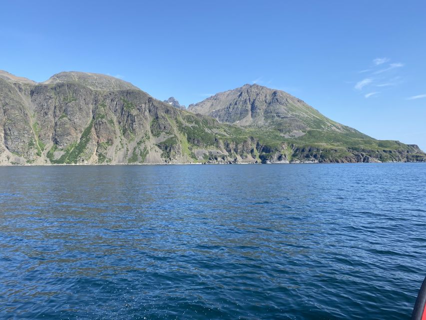 Skjervøy: Birds and Wildlife of Arctic Norway - Whale season and the limits of timing