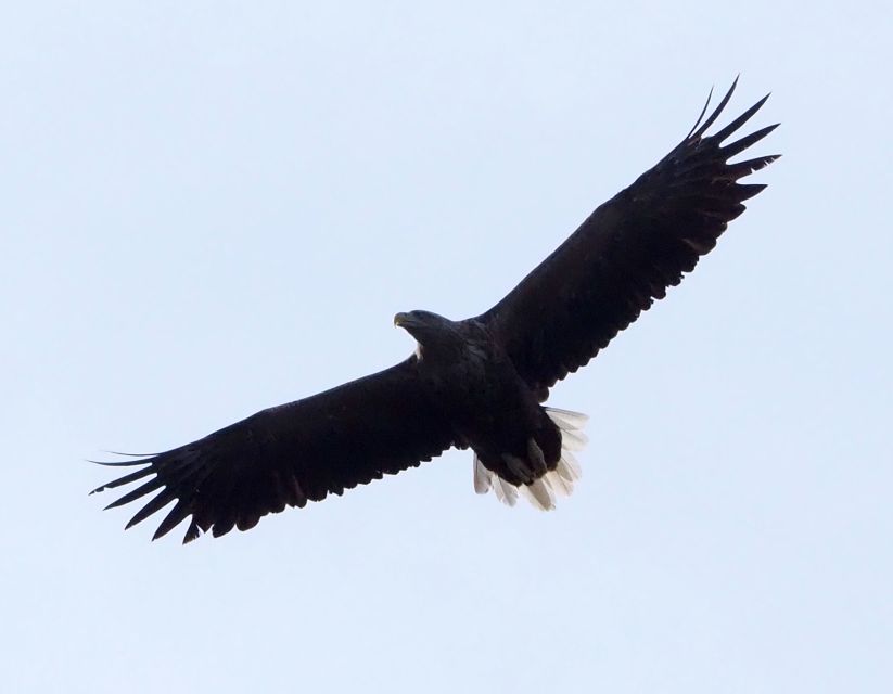 Skjervøy: Birds and Wildlife of Arctic Norway - Eagles, seabirds, and a seasonal calendar