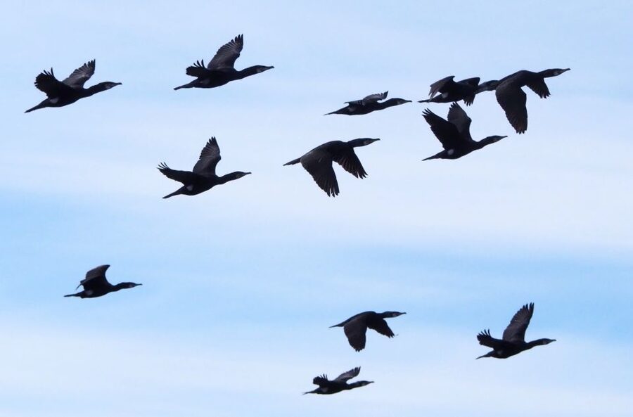 Skjervøy: Birds and Wildlife of Arctic Norway - Who gets the best value from $165?