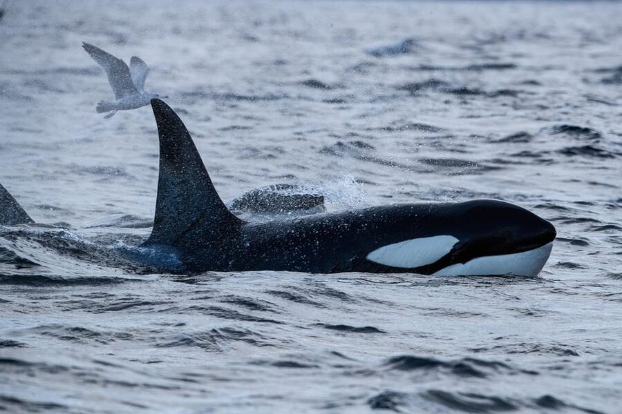 Skjervøy: Orca and Whale-Watching comfort heated Boat Trip - Key points at a glance