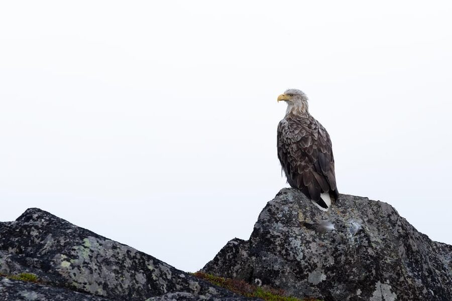 Skjervøy: Orca and Whale-Watching comfort heated Boat Trip - Who should book this experience