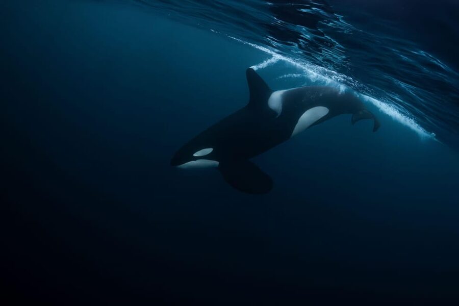 Skjervøy: Orca and Whale-Watching comfort heated Boat Trip - Watching orcas without chasing them