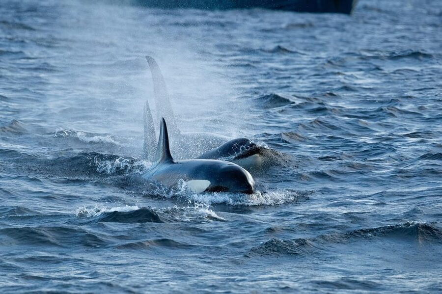 Skjervøy: Orca and Whale-Watching comfort heated Boat Trip - Humpbacks, minkes, and fin whales