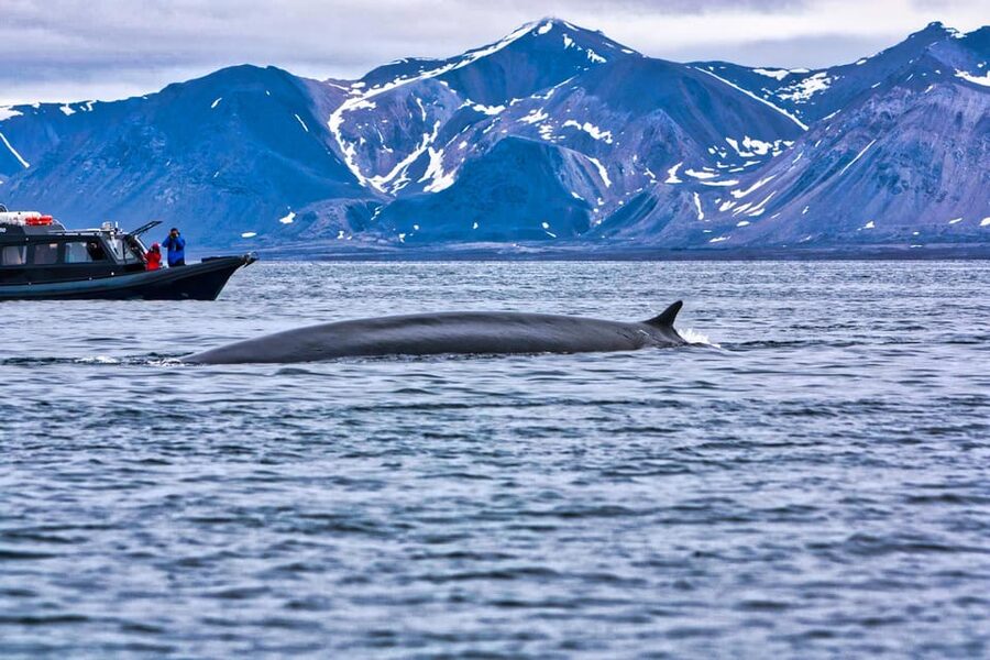 Skjervøy: Orca and Whale-Watching comfort heated Boat Trip - Warmth, facilities, and seasickness