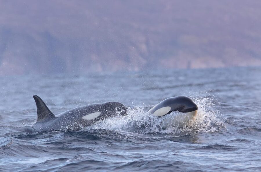 Skjervøy: Orca and Whale-Watching comfort heated Boat Trip - What the $301 price buys you