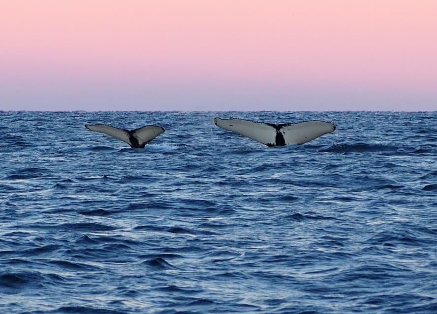 Skjervøy: Whale and Orca Watching Tour by RIB Boat - Should You Book the Skjervøy Whale Tour?
