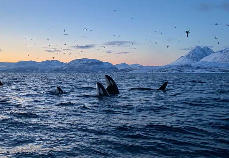 Skjervøy: Whale and Orca Watching Tour by RIB Boat - Leaving Strandveien 70 in Central Skjervøy