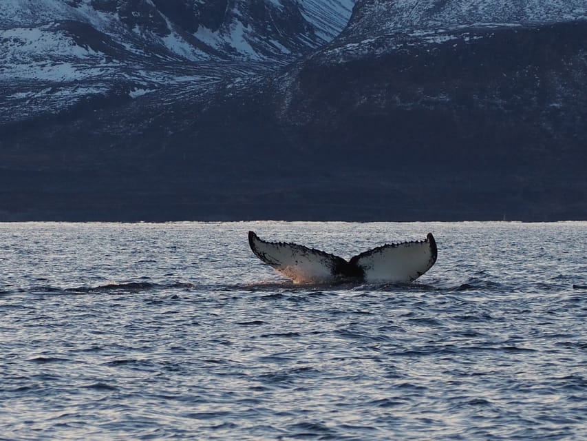 Skjervøy: Whale and Orca Watching Tour by RIB Boat - Three Hours Searching Norway’s Arctic Coast