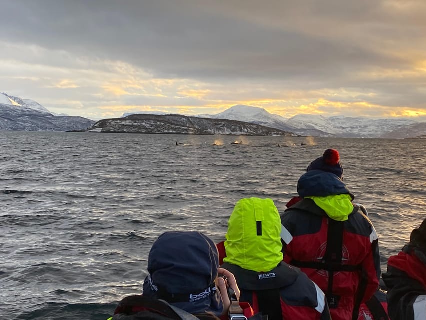 Skjervøy: Whale and Orca Watching Tour by RIB Boat - Four Possible Whale Encounters