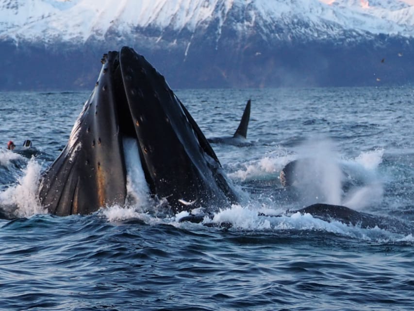 Skjervøy: Whale and Orca Watching Tour by RIB Boat - What the Sightings Can Really Be Like