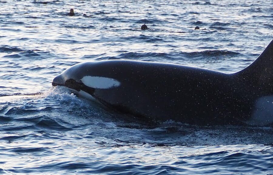 Skjervøy: Whale and Orca Watching Tour by RIB Boat - The Value of a $240 RIB Tour