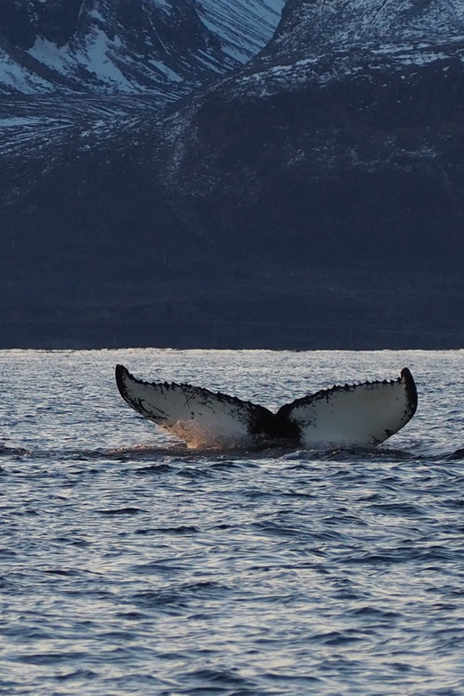 Skjervøy: Whale and Orca Watching Tour by RIB Boat - Who Will Enjoy This Small-Group Adventure