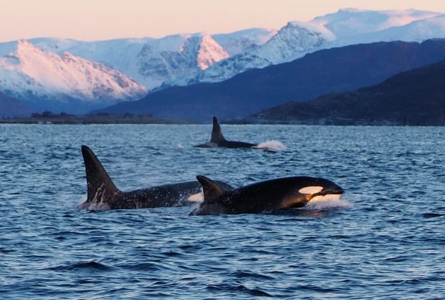 Skjervøy: Whale and Orca Watching Tour by RIB Boat - Practical Tips for a Better Departure