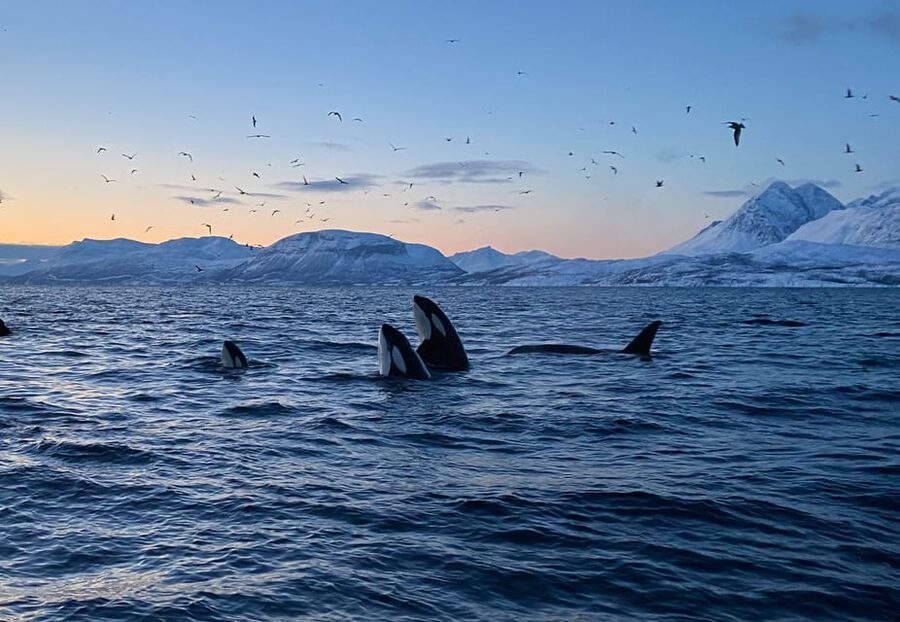 Skjervøy: Whale and Orca Watching Tour by RIB Boat - Getting Ready for an Arctic RIB Ride