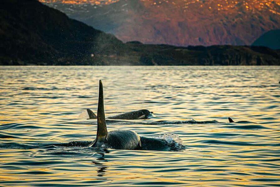 Skjervøy: Whale Watching with RIB Boat and Local Guide - Why Skjervøy is a strong whale-watching base