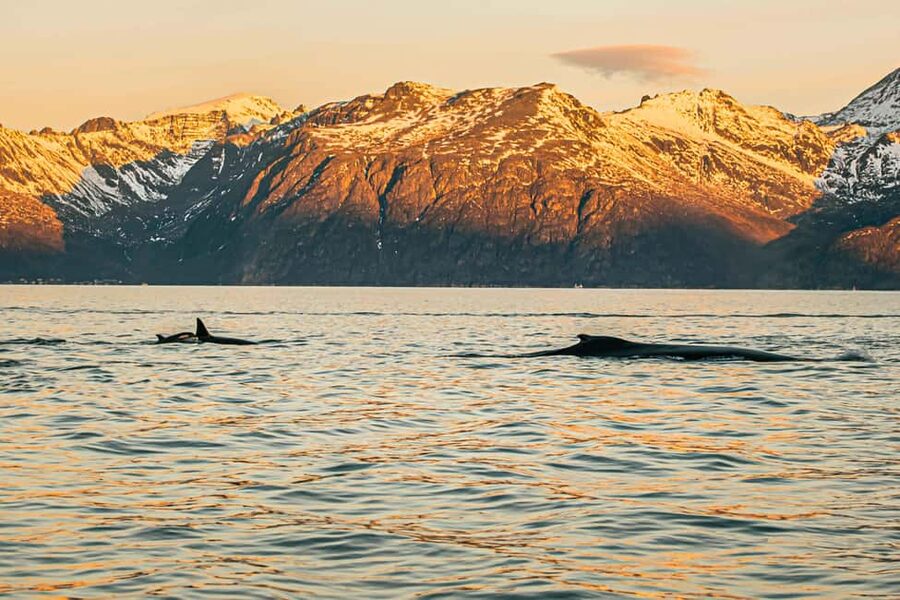 Skjervøy: Whale Watching with RIB Boat and Local Guide - Watching orcas work as a team